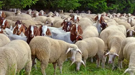 În judeţul Constanţa, autorităţile intervin pentru lichidarea unor focare de variolă ovină şi caprină