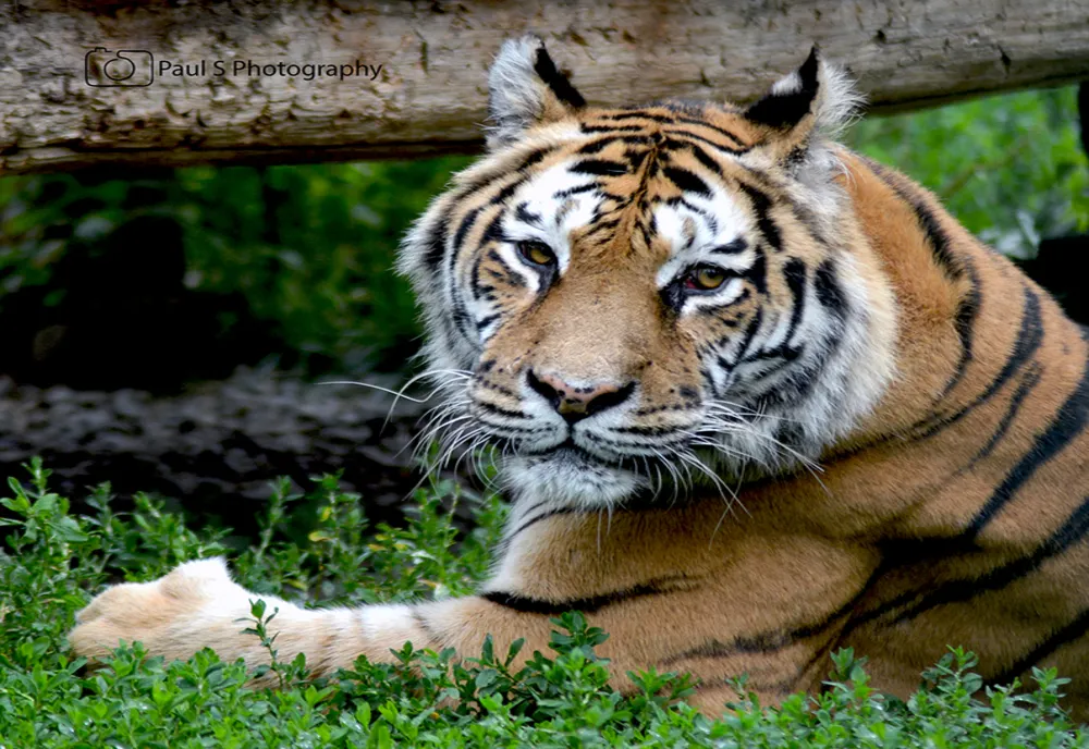 Un bărbat a murit după ce a fost atacat de un tigru într-un parc zoologic din Marea Britanie