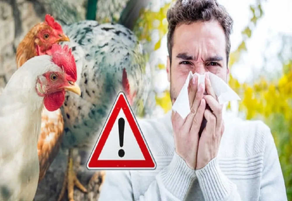 EPIDEMIA DE GRIPĂ AVIARĂ OPREȘTE EXPORTURILE DE CARNE DE PASĂRE DIN BRAZILIA CĂTRE UNIUNEA EUROPEANĂ