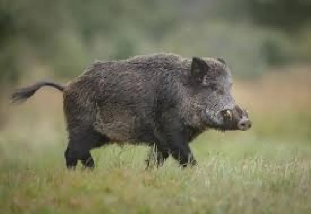 Alertă în Timiș: caz de pestă porcină africană confirmat la mistreți. Măsurile luate de autorități