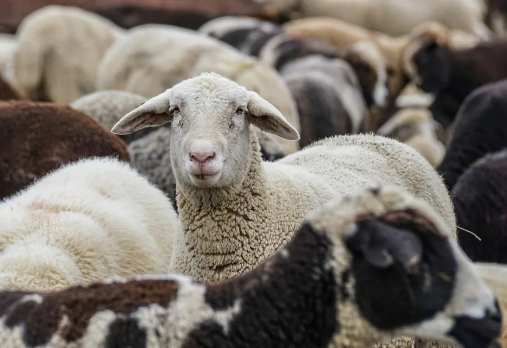Efectele conflictului din Orientul Mijlociu ar putea fi resimțite la exporturile de ovine după Paște