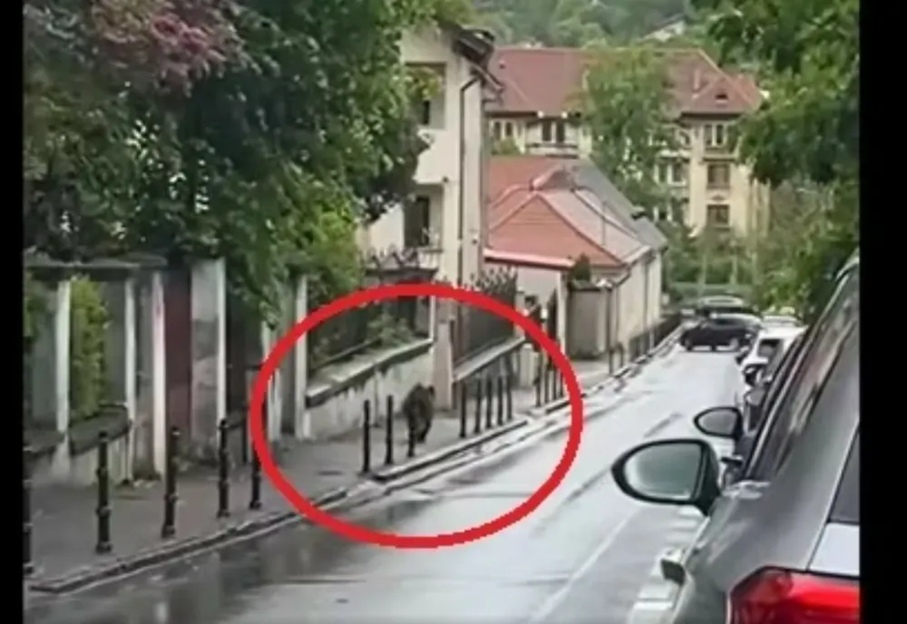 Urs surprins alergând pe un trotuar din Brașov, în zona Facultății de Silvicultură VIDEO