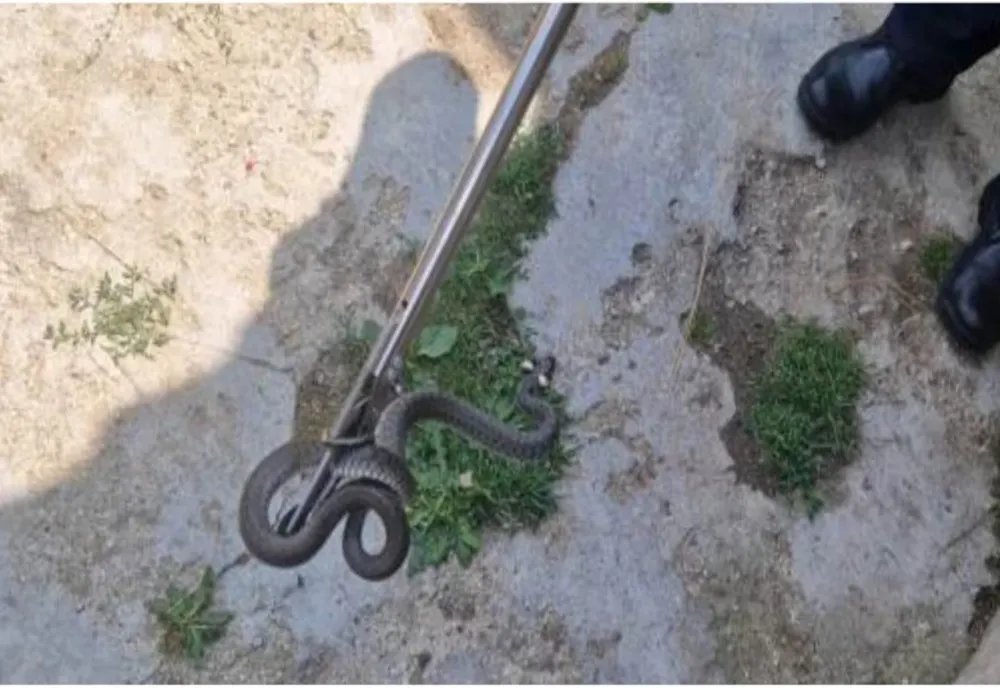 Șarpe de un metru, găsit în curtea unei case din Arad. Jandarmii au intervenit