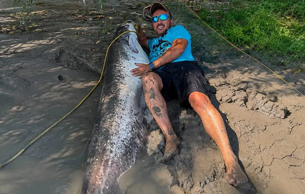 Captură uriașă în Delta Dunării: doi pescari au prins un somn estimat la peste 100 de kilograme și peste 2 metri