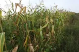 Seceta pedologică va afecta cea mai mare parte a zonelor de cultură a porumbului neirigat