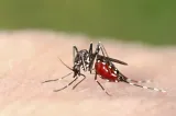 Zeci de români infectați cu virusul West Nile. Bucureștiul, cel mai afectat