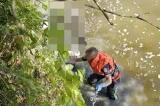 Zeci de oi au ajuns în râul Mureș. Pompierii au salvat 35 de animale: opt au murit