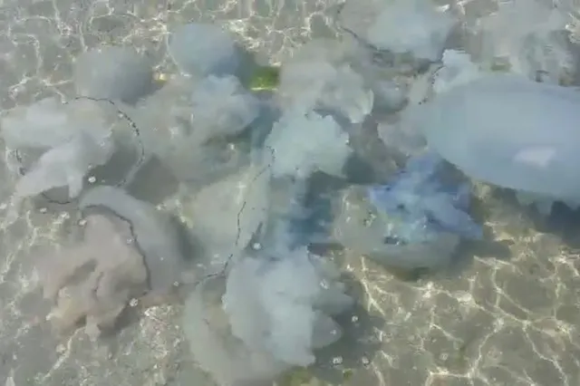 Valuri de meduze eșuate pe litoralul românesc: fenomen natural legat de temperaturile ridicate