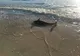 Imagini dramatice în Constanța. Delfin mort pe plajă de 3 zile