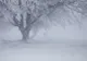 Prognoza meteo: Cod galben de ninsori însemnate cantitativ şi viscol, în zona de munte, până vineri dimineaţă