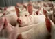 Noi reguli pentru românii care au porci în curte. Obligațiile pe care trebuie să le respecte