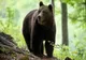 PANICĂ ÎN PRAHOVA: TREI MESAJE RO-ALERT ÎNTR-O ZI, DUPĂ CE URȘII AU APĂRUT ÎN ZONE LOCUITE