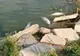 Pești morți pe Lacul Tăbăcăriei din Constanța 