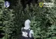 Plantație de canabis cu plante de până la patru metri, descoperită într-o pădure din Dâmbovița